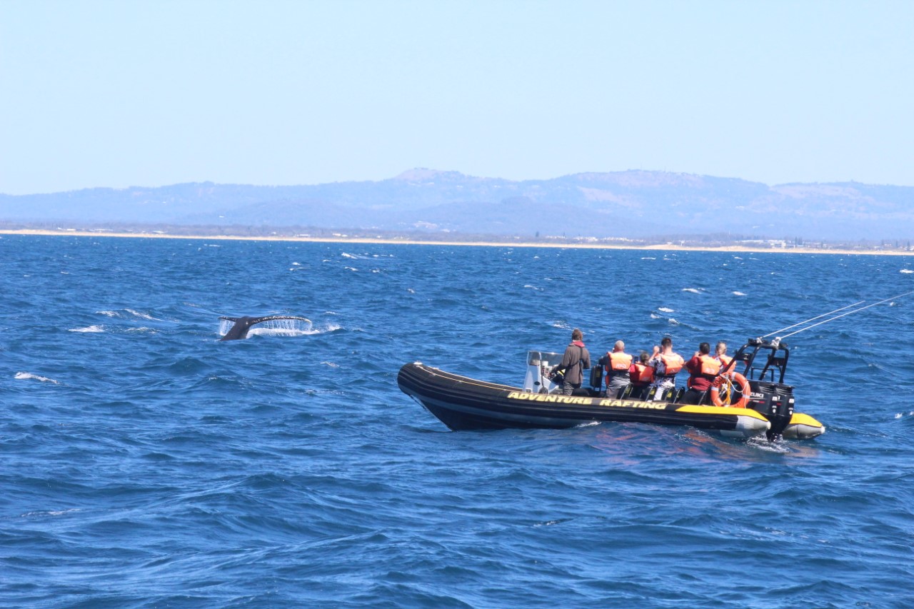 Adventure Rafting 1.5HR Whale Watching Adventure (June - Oct)