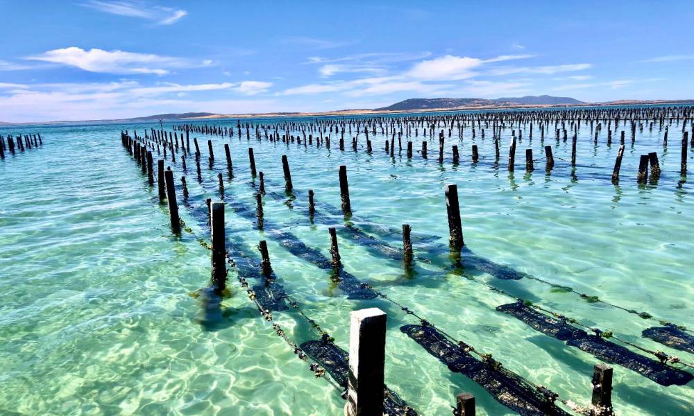 3 Hour Coffin Bay Oyster Farm and Bay Tour