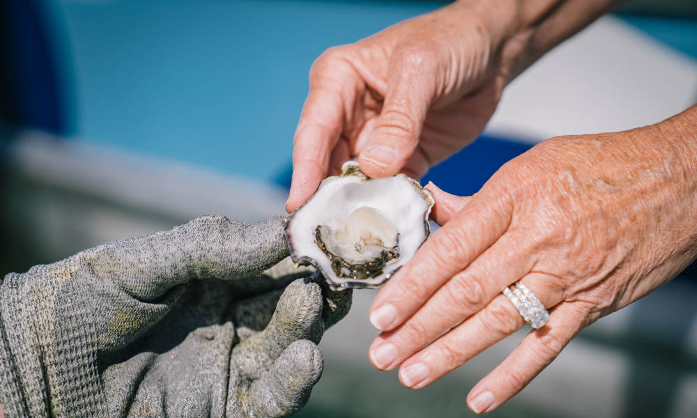 3 Hour Coffin Bay Oyster Farm and Bay Tour