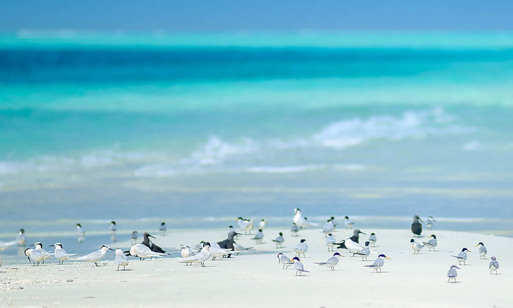 Reef Scenic 30 Minute Flight With Stop On Vlassof Cay