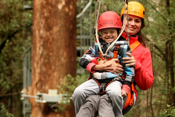 Otway Fly Treetop Adventures Admission Including Zipline Tour