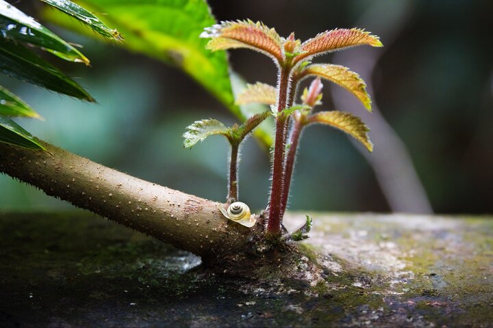 Full-Day Daintree Cape Tribulation Waterfall Hike with Gourmet Lunch and Swim