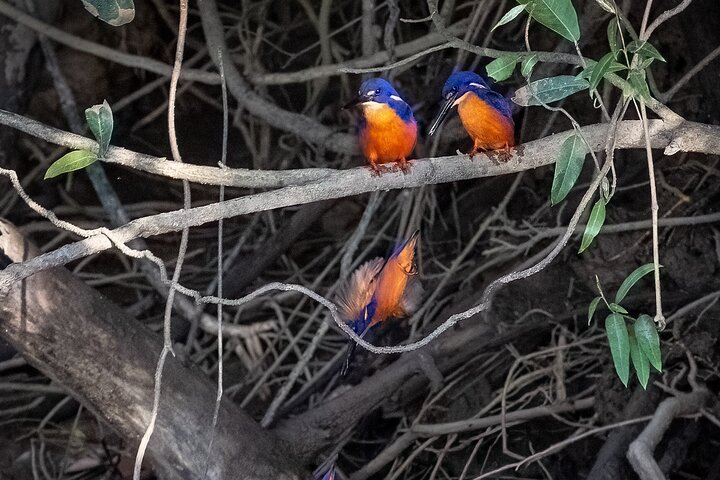 Full-Day Daintree Cape Tribulation Waterfall Hike with Gourmet Lunch and Swim