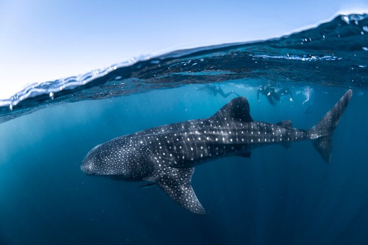 Whale Shark Safari