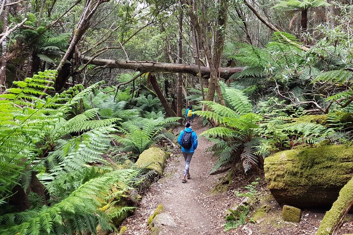 Mt. Wellington Morning Hike + Afternoon Beer & History Walk