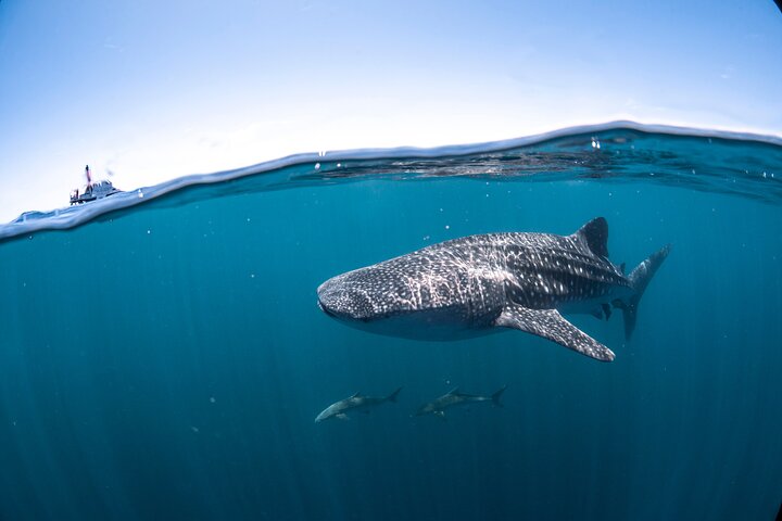 Whale Shark Safari