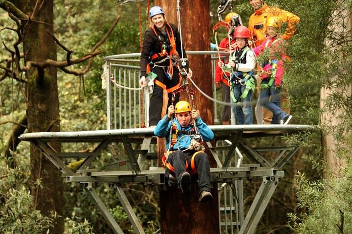 Otway Fly Treetop Adventures Admission Including Zipline Tour
