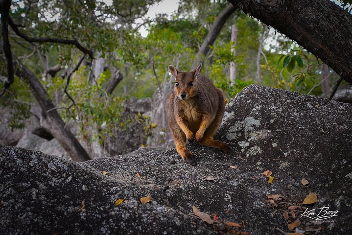 Tablelands & Kuranda Rainforest Adventure Tour with Lunch & Swim