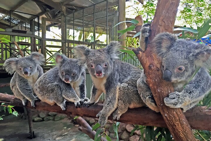 Tablelands & Kuranda Rainforest Adventure Tour with Lunch & Swim