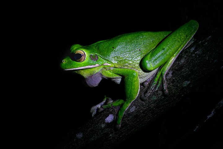 Daintree Rainforest Night Walk in Cape Tribulation