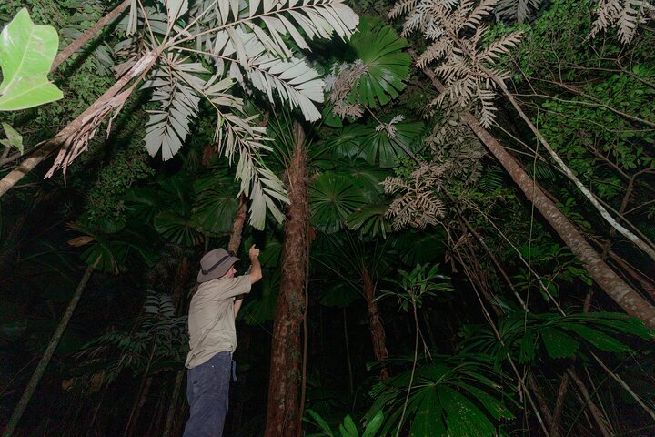 Daintree Rainforest Night Walk in Cape Tribulation