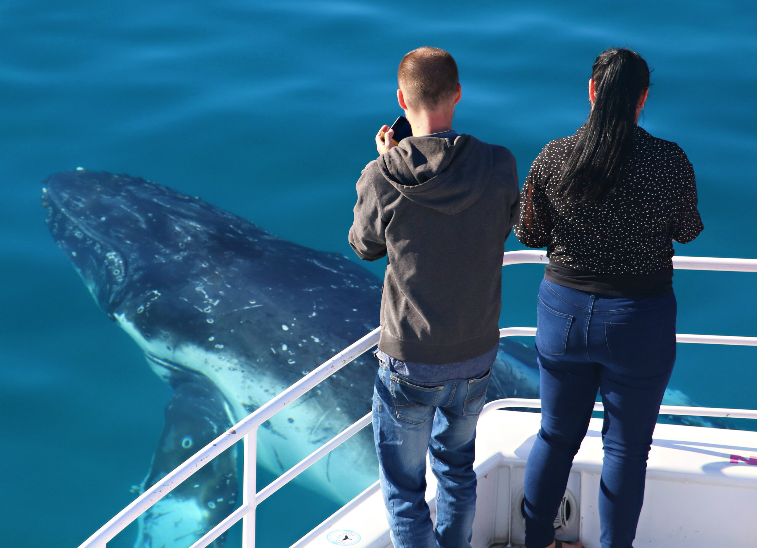Half Day Whale Watching Encounter