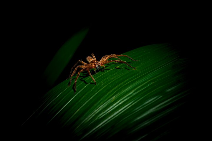 Daintree Rainforest Night Walk in Cape Tribulation