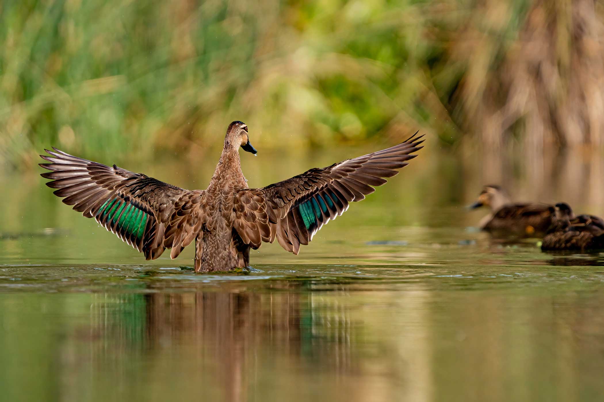 Best of the Adelaide Hills Photography Day Tour