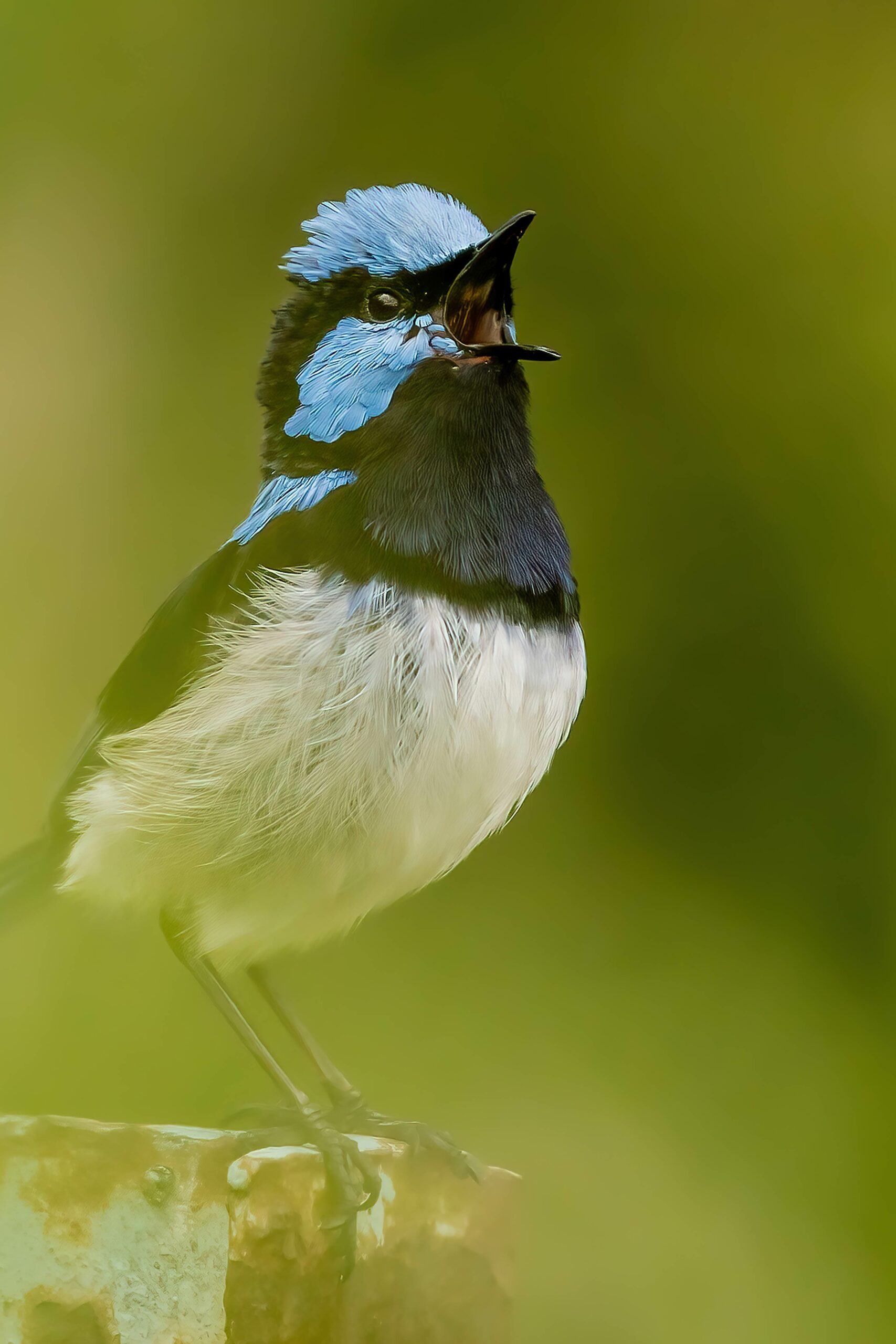 Best of the Adelaide Hills Photography Day Tour