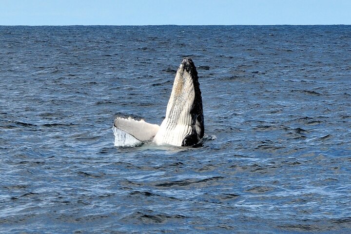 Sydney Harbour Tall Ship Whale & Sail - Whale Watching Cruise