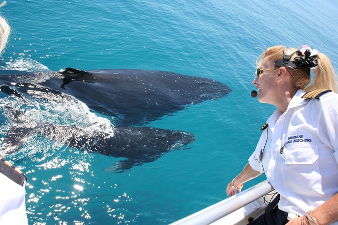PREMIUM Whale Watching Adventure – Ex Brisbane CBD