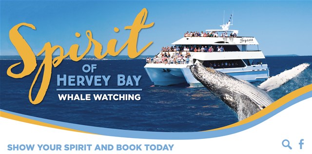BEST VALUE 1/2 Day SPIRIT OF HERVEY BAY Whale Watch