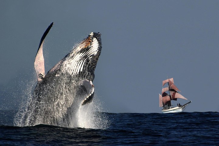 Sydney Harbour Tall Ship Whale & Sail - Whale Watching Cruise