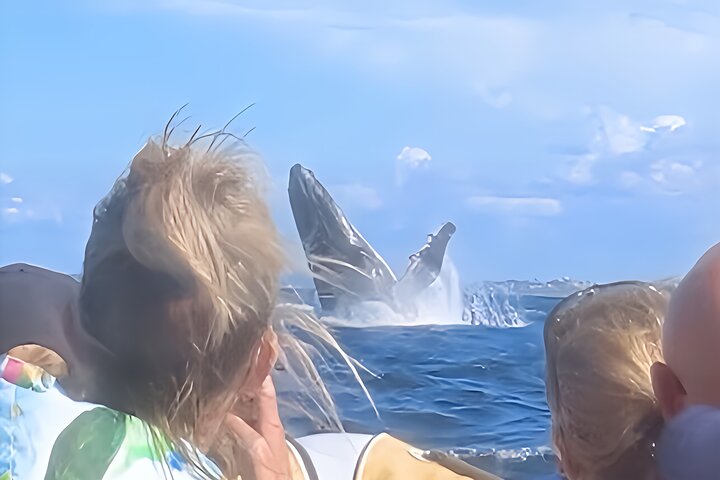 2-Hour Guided Whale Watching Tour at Noosa