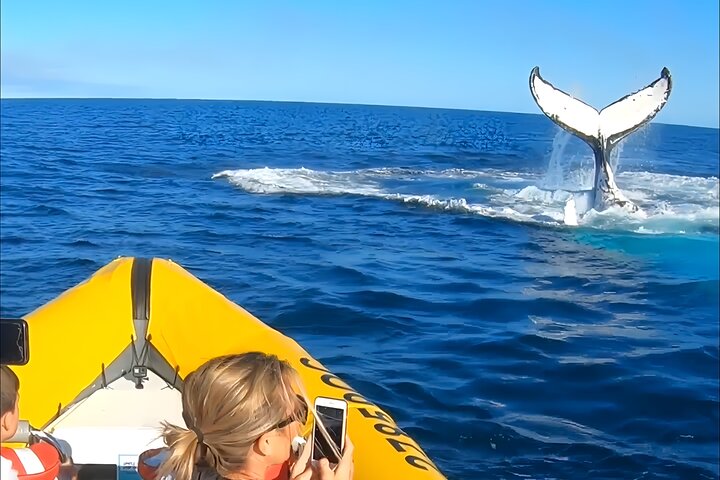 2-Hour Guided Whale Watching Tour at Noosa