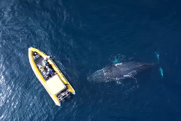 2-Hour Guided Whale Watching Tour at Noosa