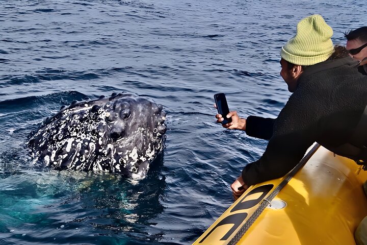 2-Hour Guided Whale Watching Tour at Noosa