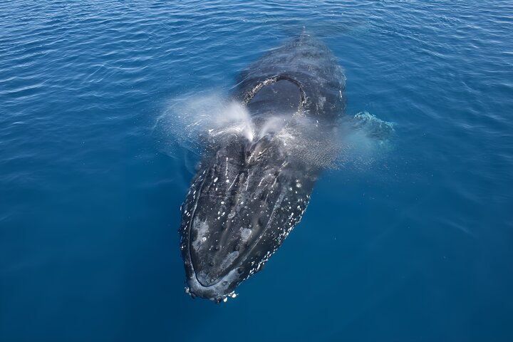 2-Hour Guided Whale Watching Tour at Noosa