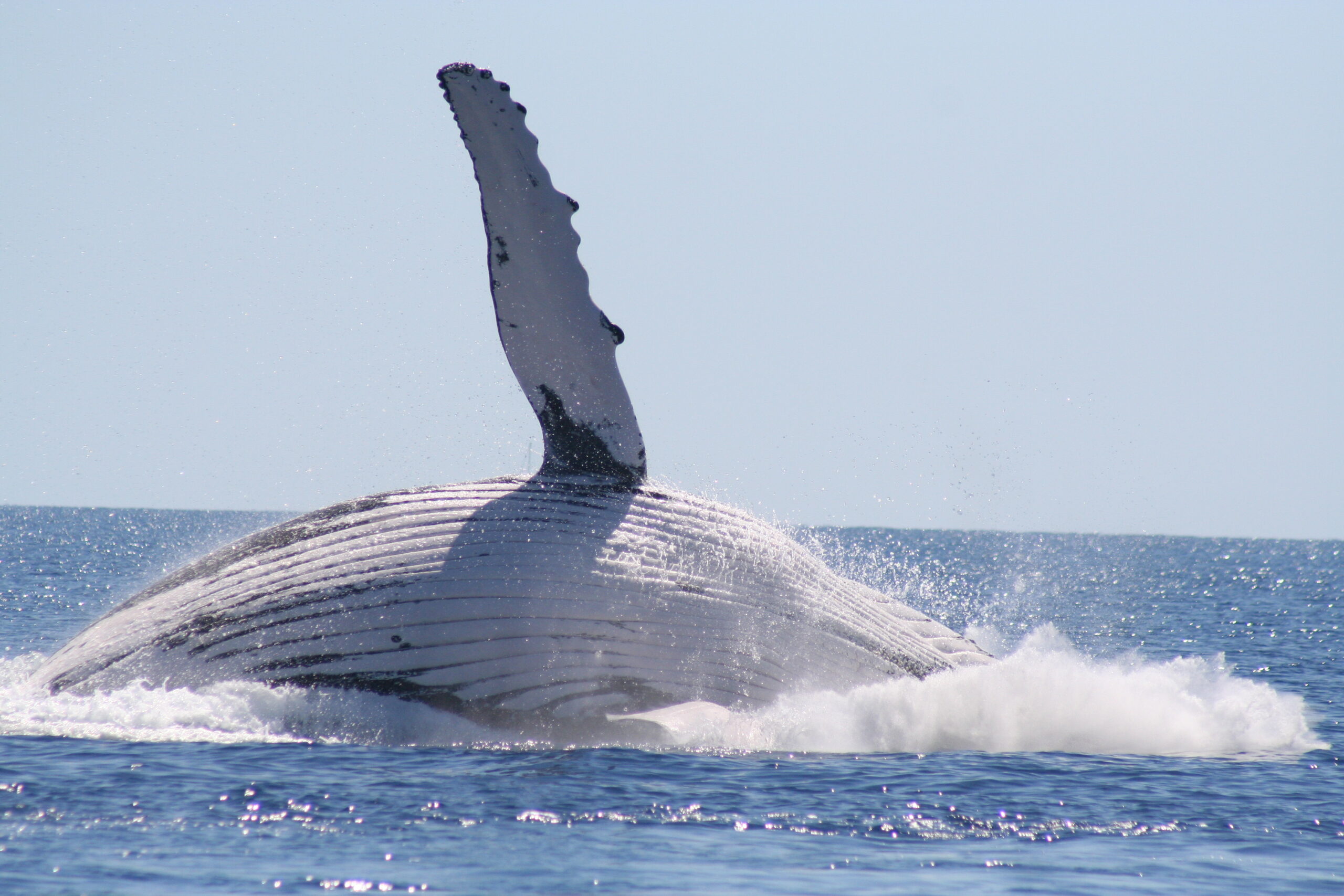 BEST VALUE 1/2 Day SPIRIT OF HERVEY BAY Whale Watch
