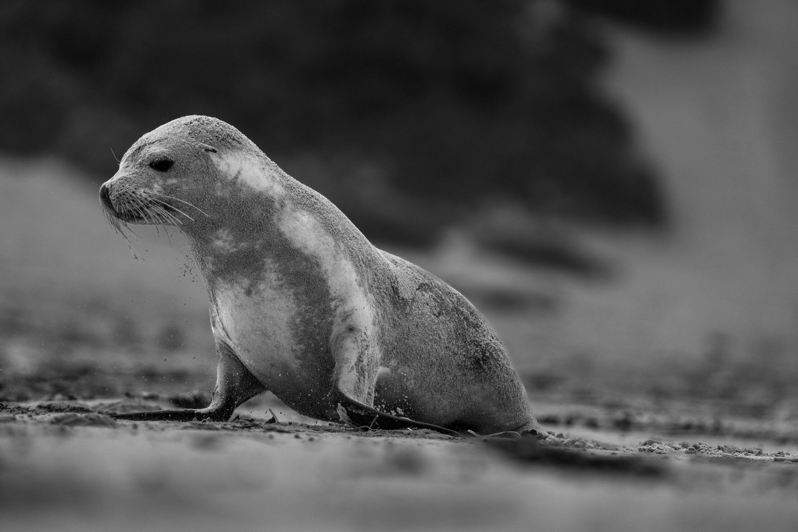 Kangaroo Island Photography Tour