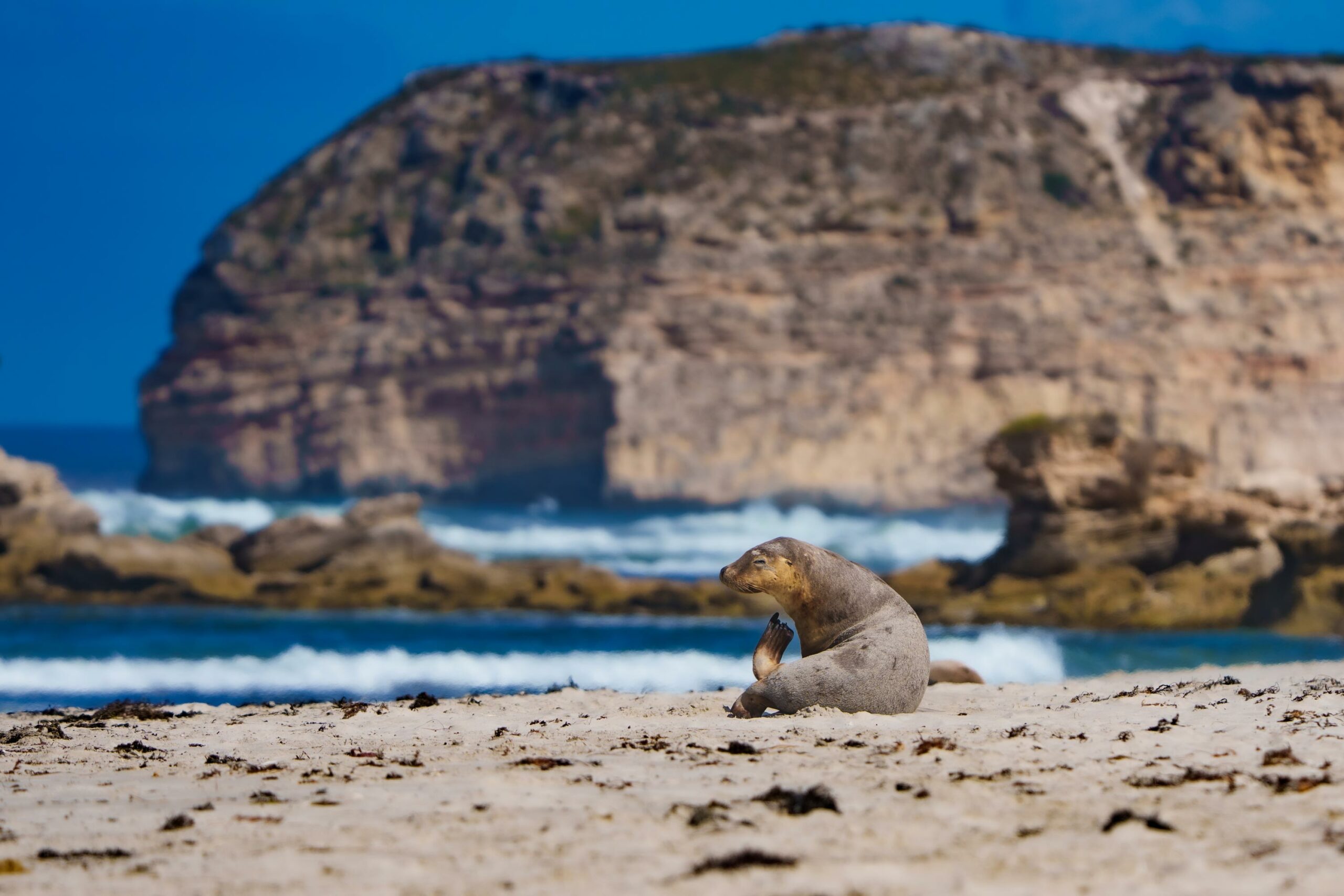 Kangaroo Island Photography Tour