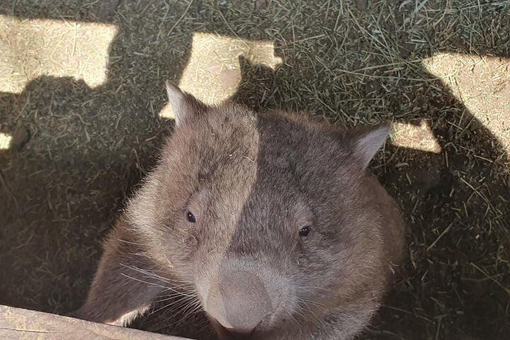 Hunter Valley Exclusive Kangaroo and Wine Tasting Experience