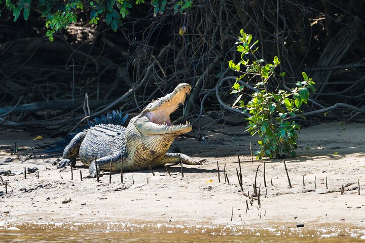 Full Day Cooktown Private Tour