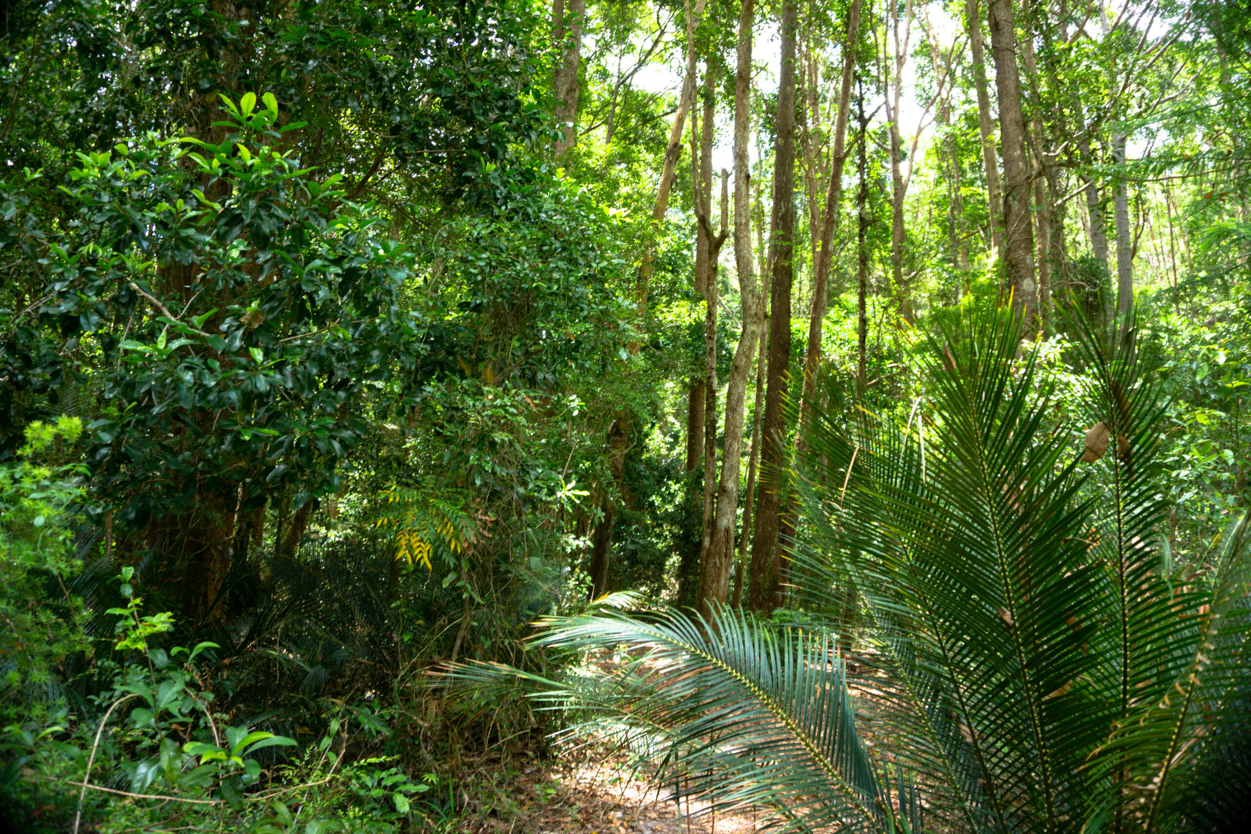Pack-Free Camping: Rainforest Eco Hike - 3 Days