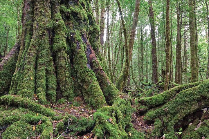 Aboriginal Heritage day a unique experience with an Aboriginal Elder -1 day tour