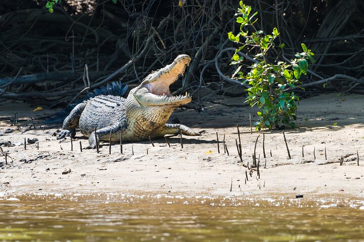 Half-Day Daintree Rainforest Tour