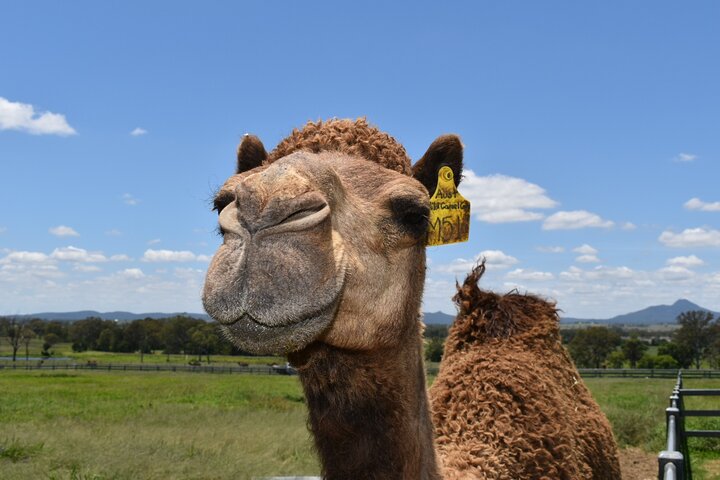 Scenic Rim Camel Farm Discovery