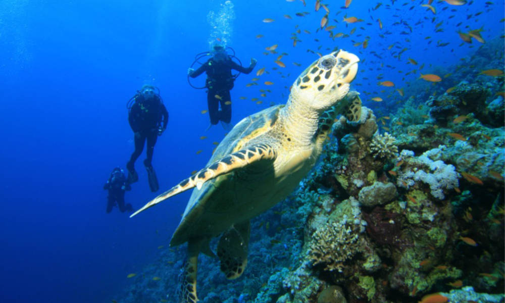 Snorkelling with the Fish Wave Break Island