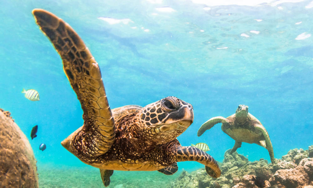 Snorkelling with the Fish Wave Break Island