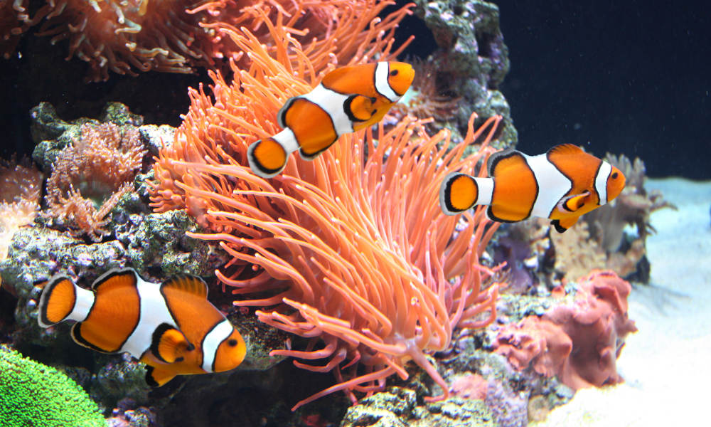 Snorkelling with the Fish Wave Break Island