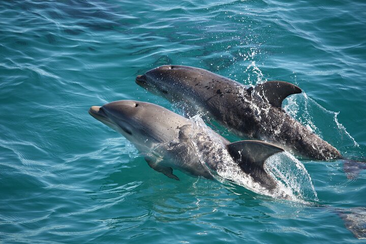 Mornington Peninsula Dolphin and Seal Cruise from Sorrento