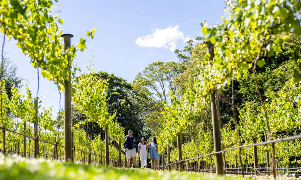 Full Day Mount Tamborine Winery Tour – Gold Coast Pickup