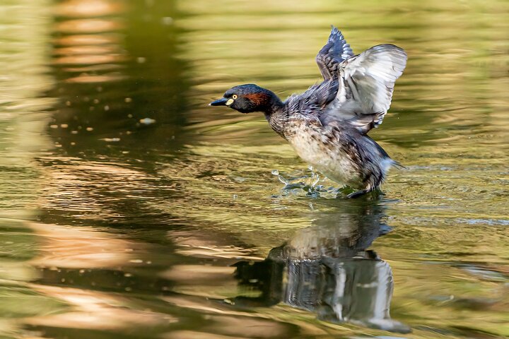 Guided Bird Photography Tour of Laratinga wetlands