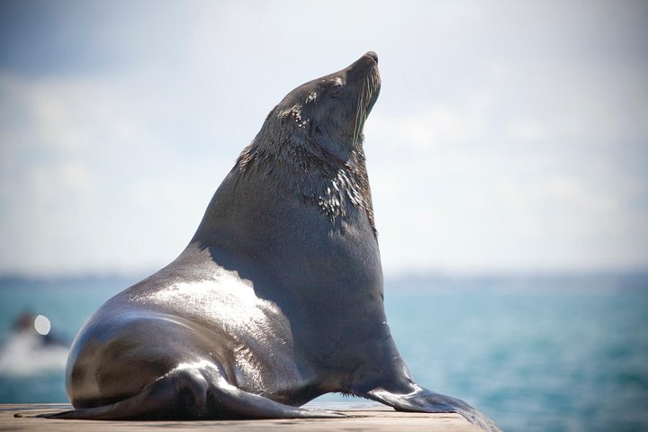 Mornington Peninsula Dolphin and Seal Cruise from Sorrento
