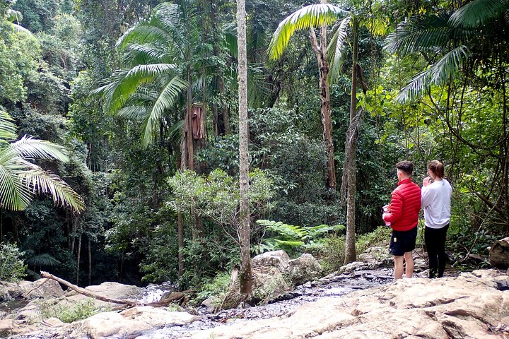 Maiala Rainforest Tour