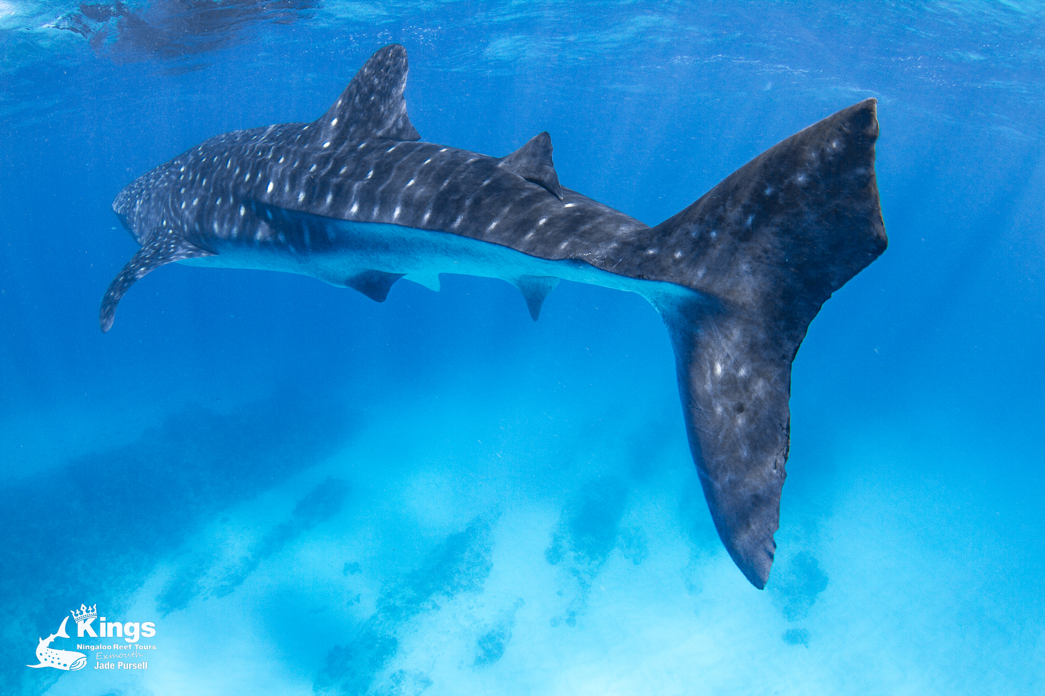 2023 Whale Shark Snorkelling Adventure Tour (APR-JUL)