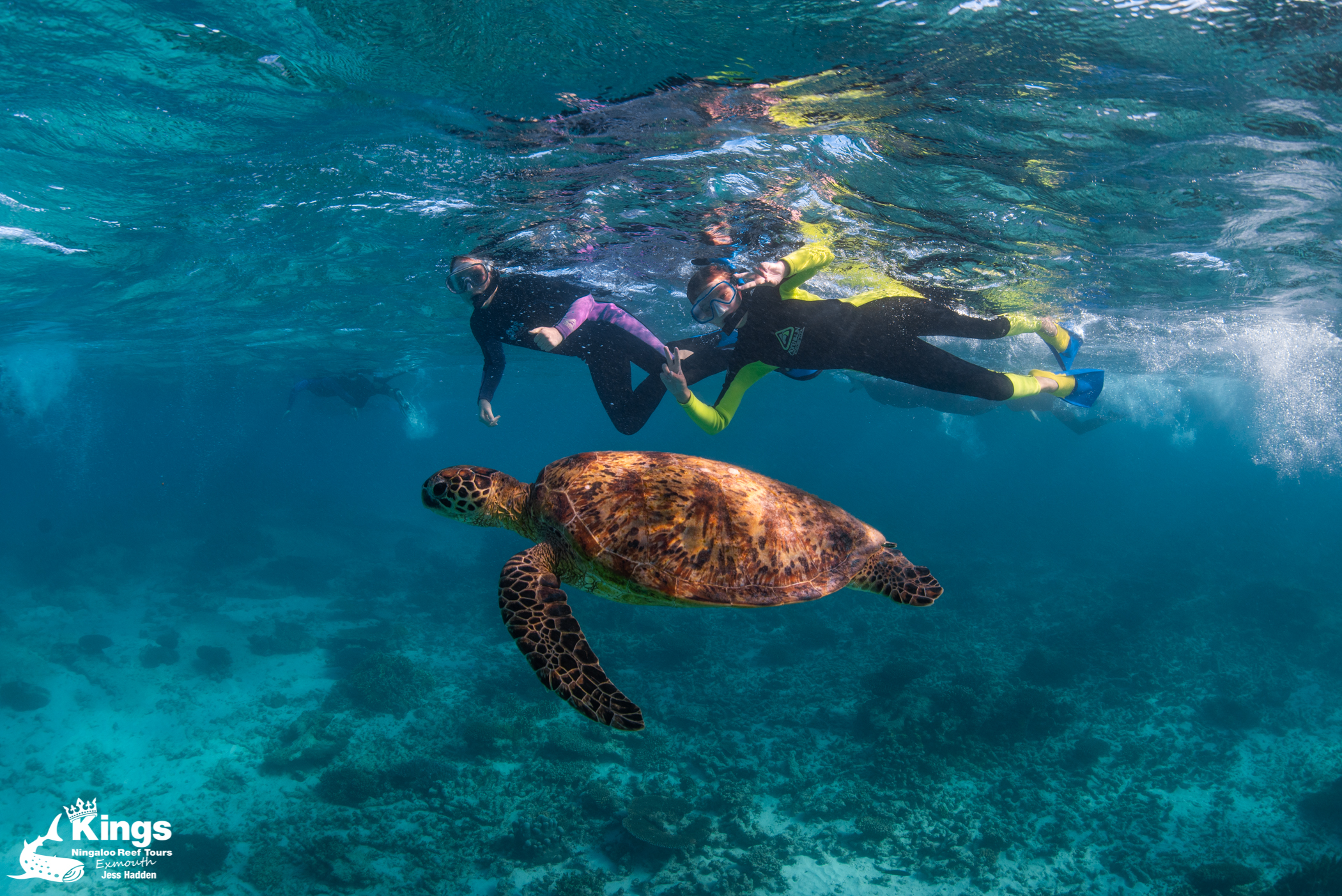 2023 Whale Shark Snorkelling Adventure Tour (APR-JUL)