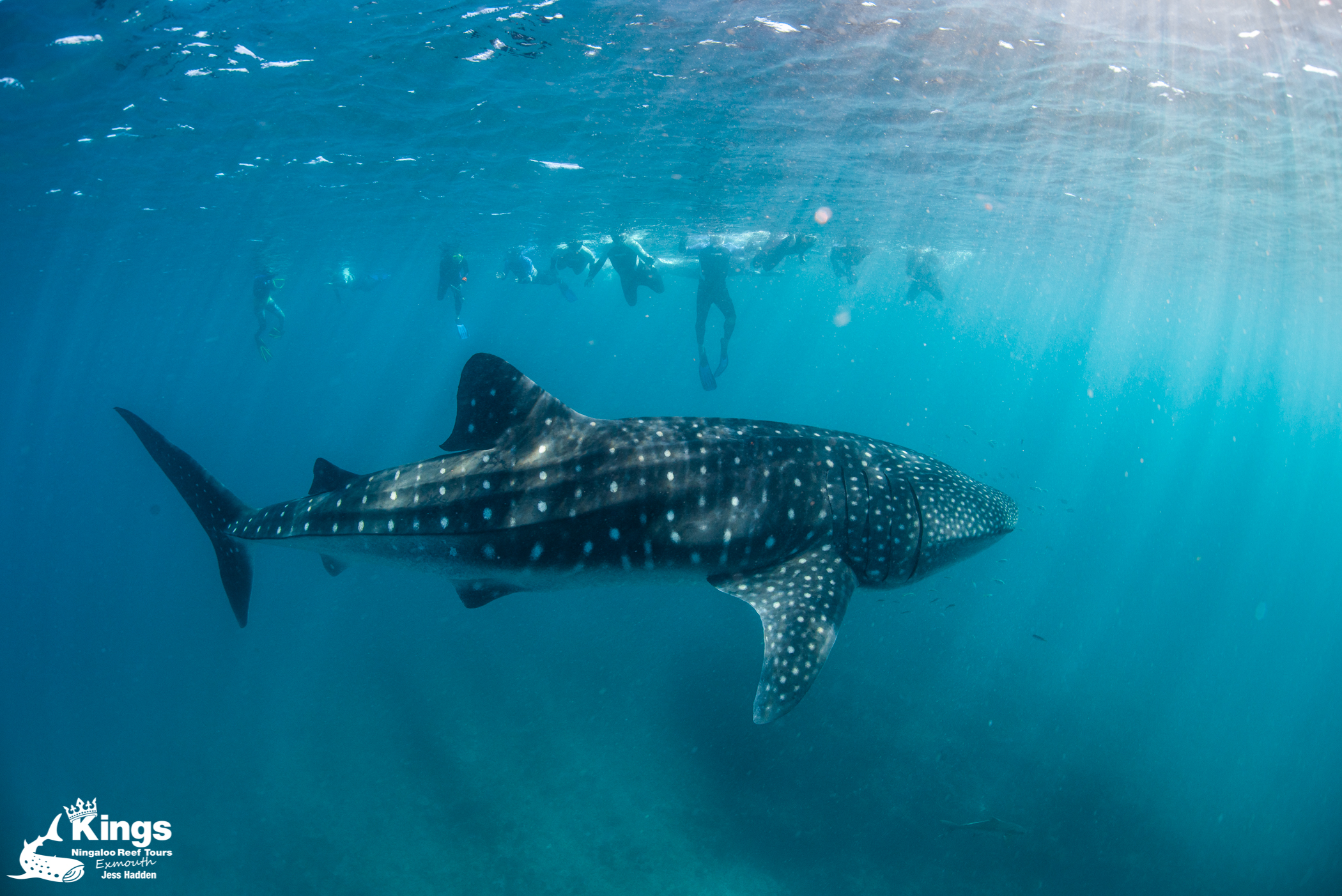 2023 Whale Shark Snorkelling Adventure Tour (APR-JUL)