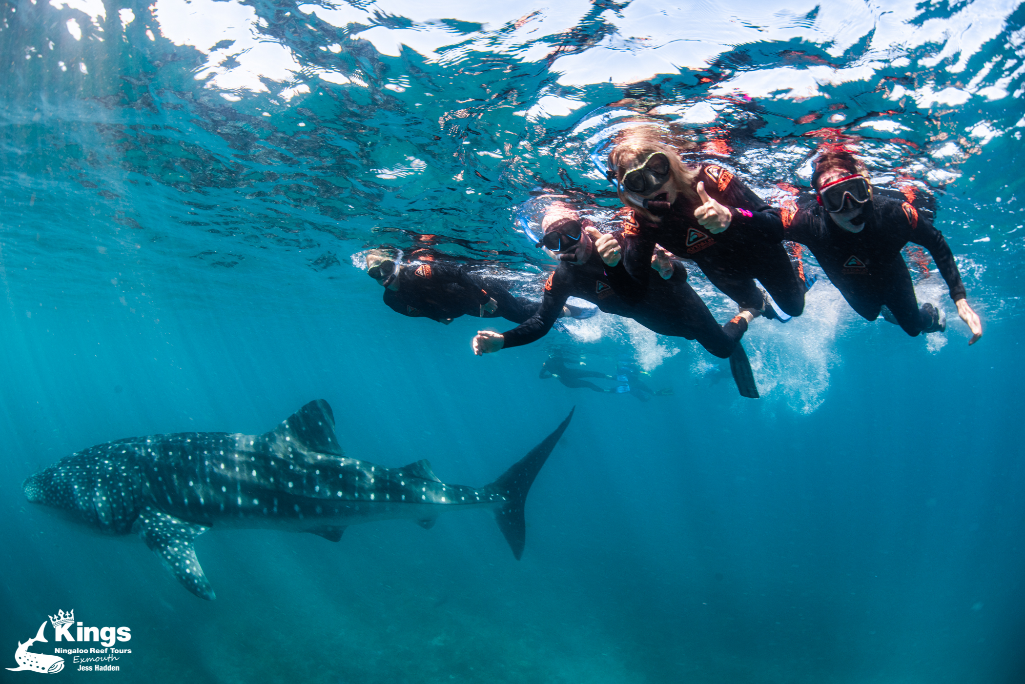 2023 Whale Shark Snorkelling Adventure Tour (APR-JUL)