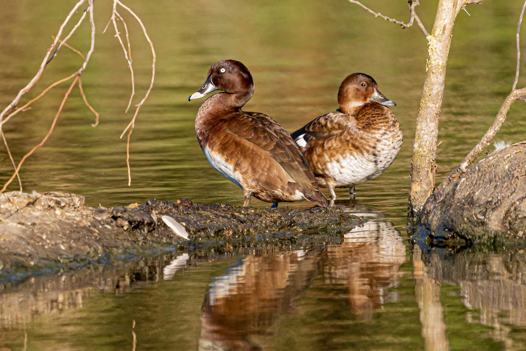 Guided Bird Photography Tour of Laratinga wetlands